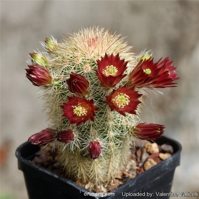 Echinocereus-russanthus-var.-fiehnii1