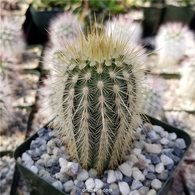 Echinocereus-russanthus-weedinii