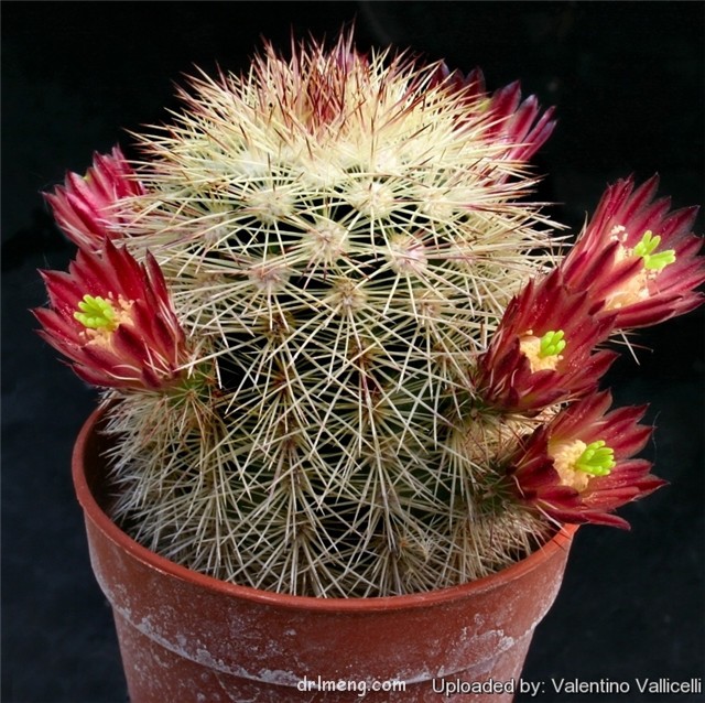 Echinocereus-russanthus