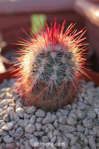 Echinocereus-russanthus1