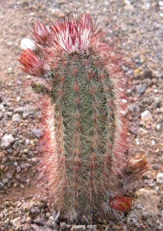 Echinocereus-russanthus2