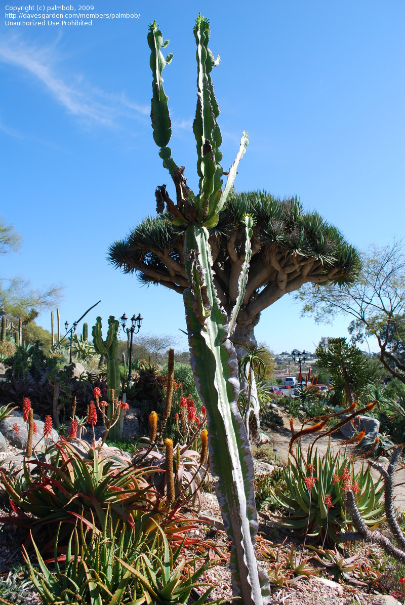 Euphorbia-ampliphylla