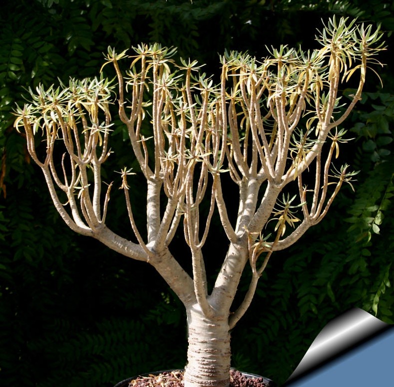 Euphorbia-balsamifera