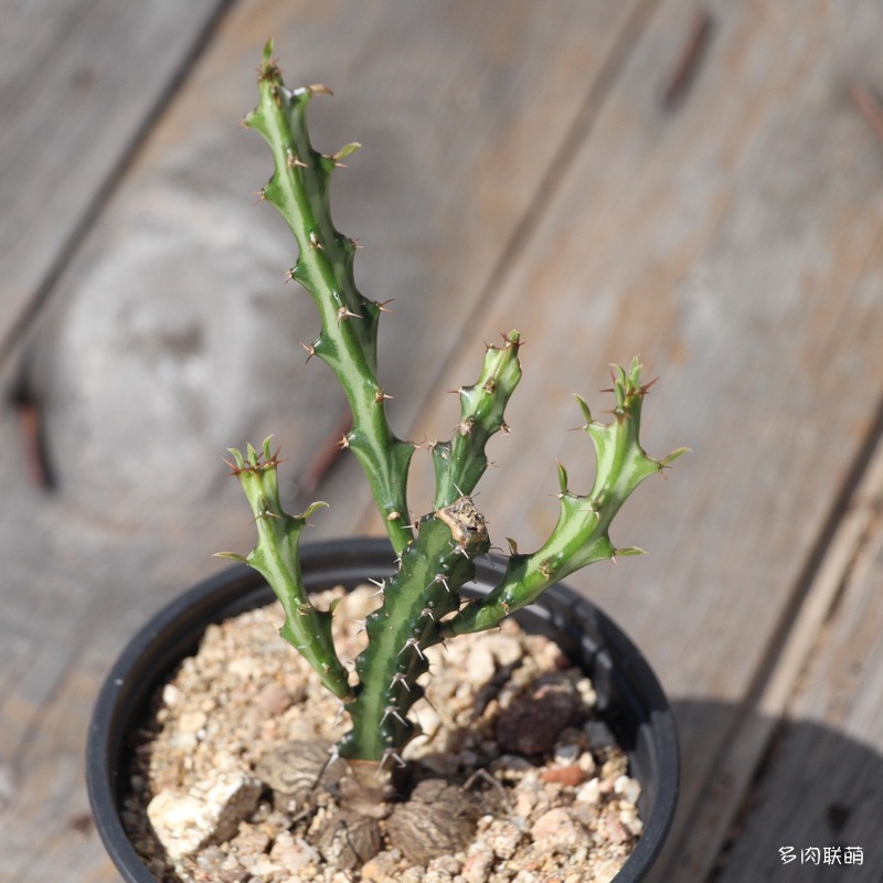 Euphorbia-knuthii-2