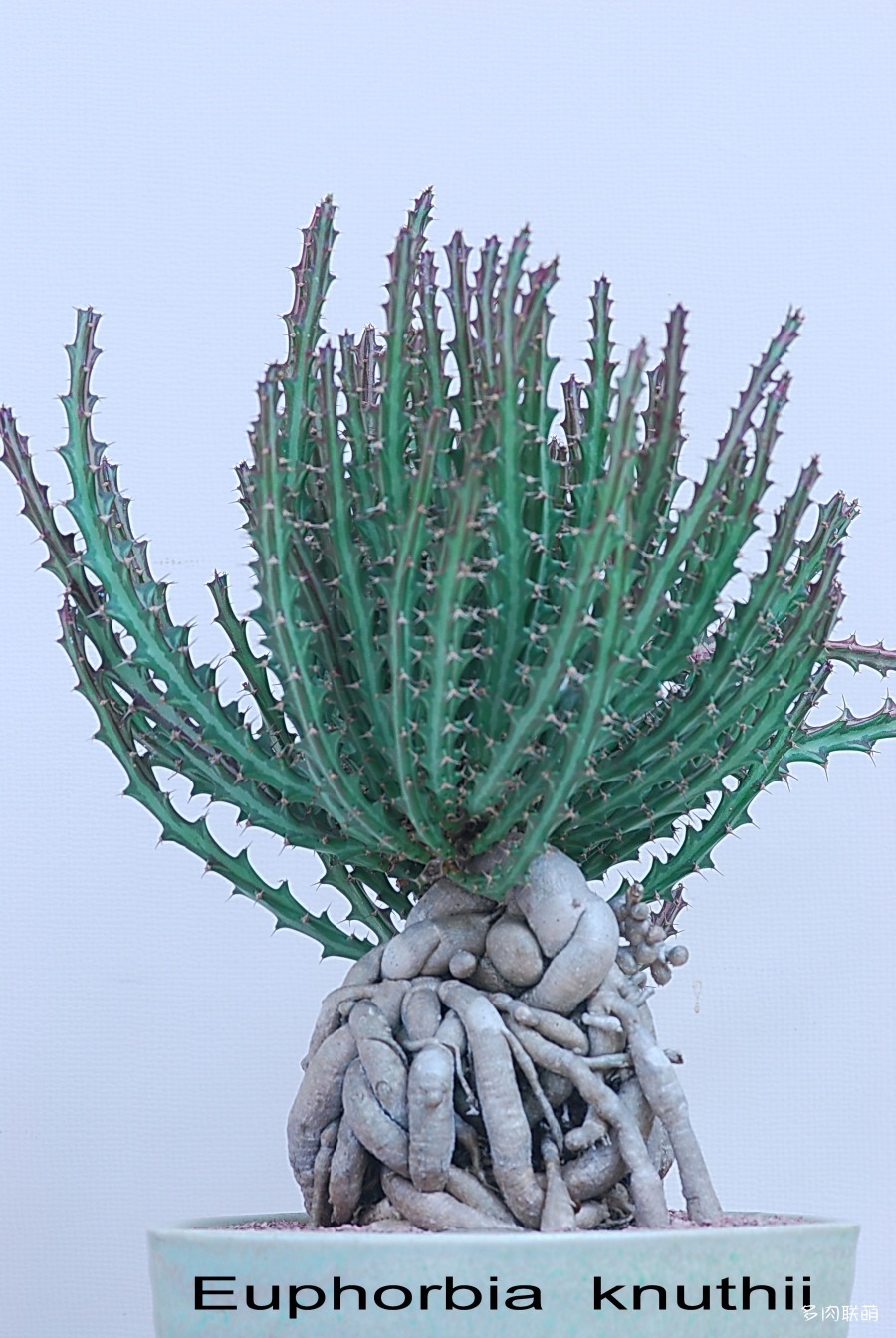 Euphorbia-knuthii-3