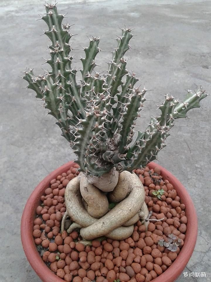 Euphorbia-knuthii-5