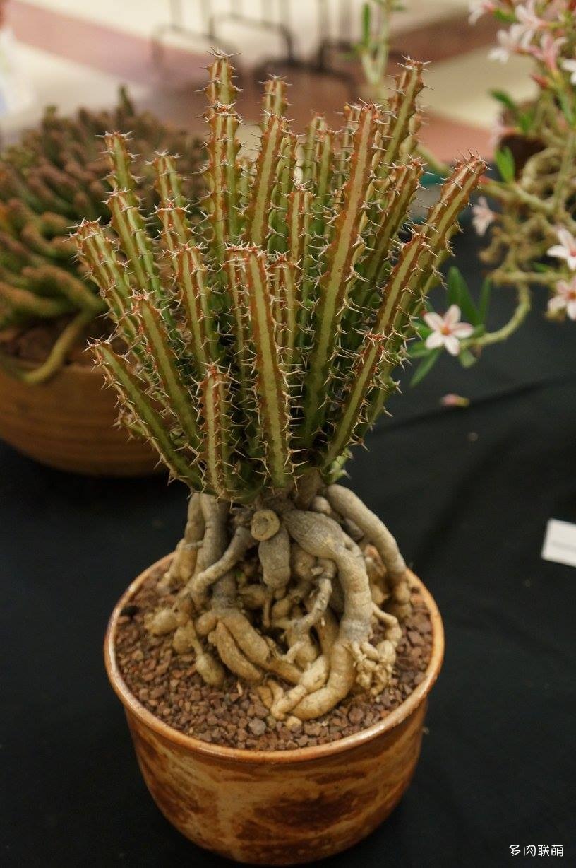 Euphorbia-knuthii-6