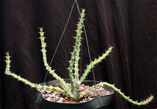 Euphorbia-knuthii-subs.-johnsonii-1