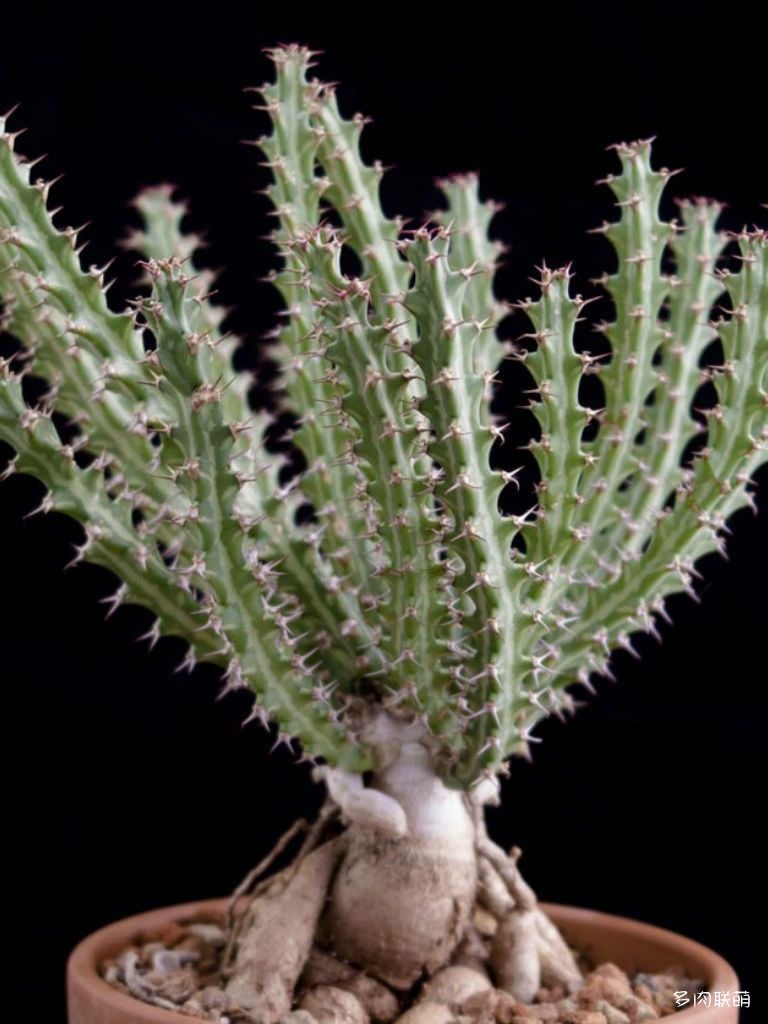 Euphorbia-knuthii1