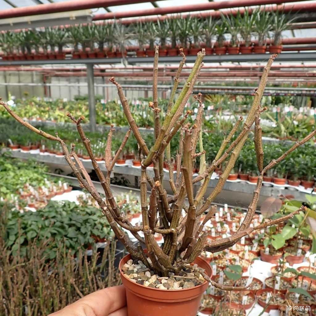 Euphorbia-platyclada-v.-erecta1