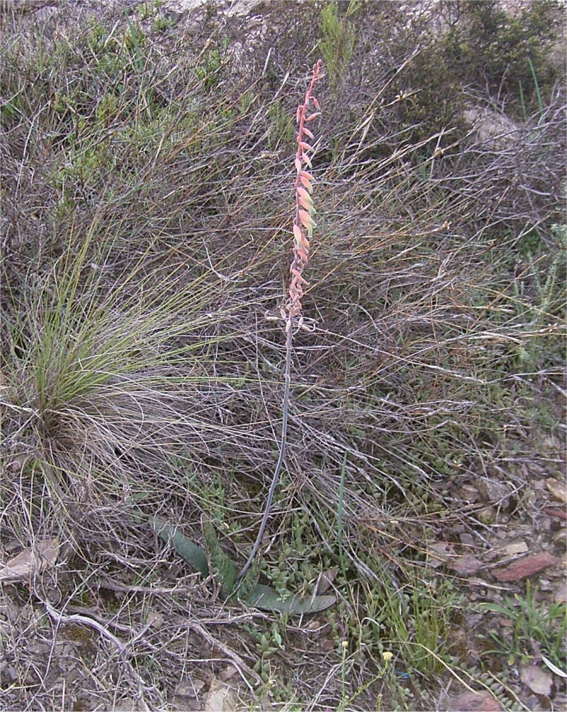 Gasteria-brachyphylla-var.-brachyphylla1