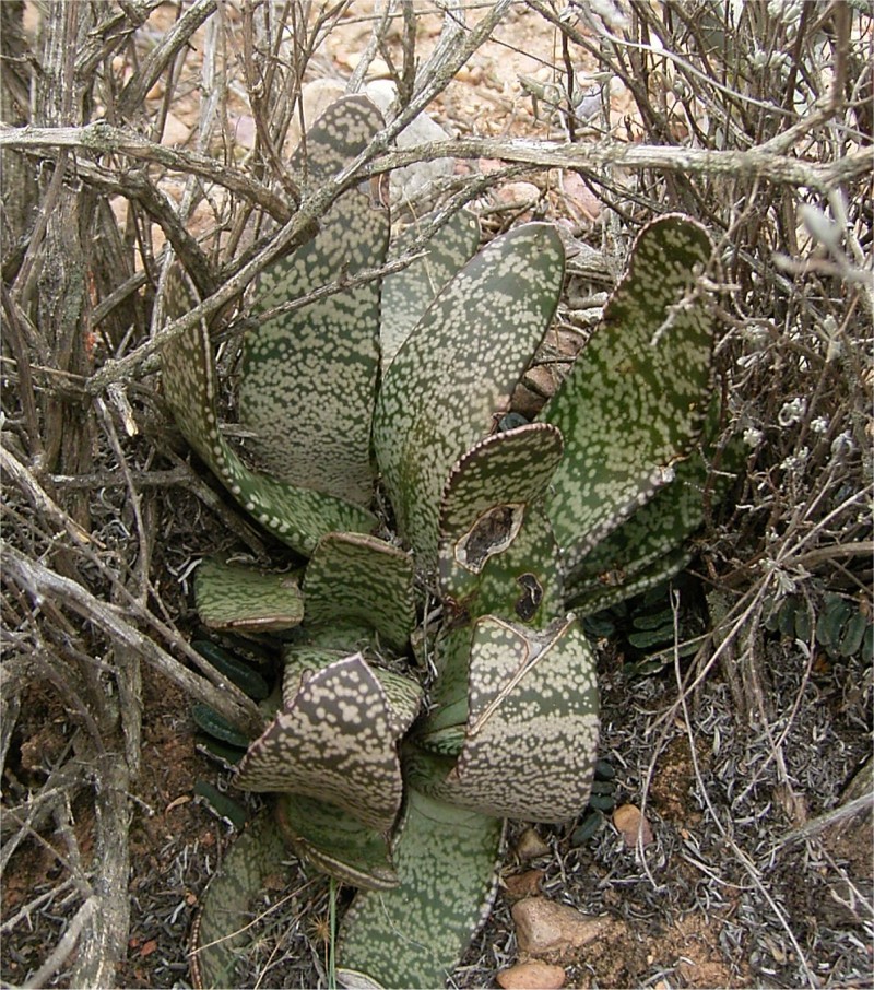 Gasteria-brachyphylla-var.-brachyphylla2
