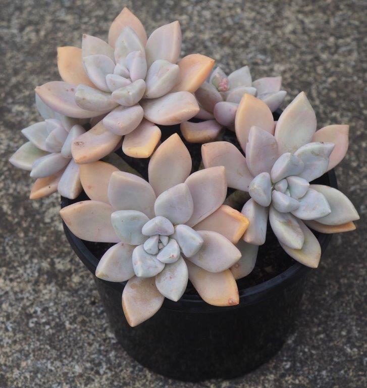 Graptopetalum-Snow-White-2a-1