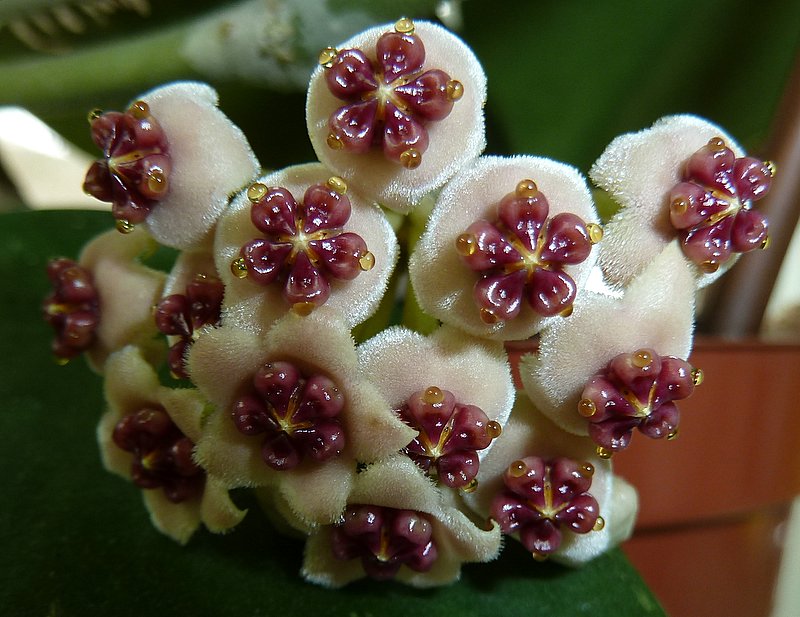 Hoya-kerrii