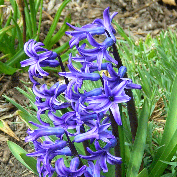 Hyacinthaceae