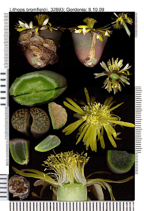 Lithops-bromfieldii