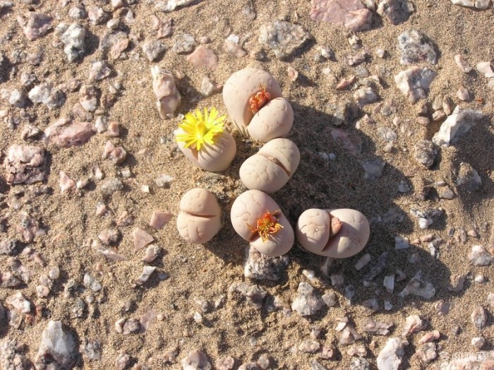 Lithops-ruschiorum60