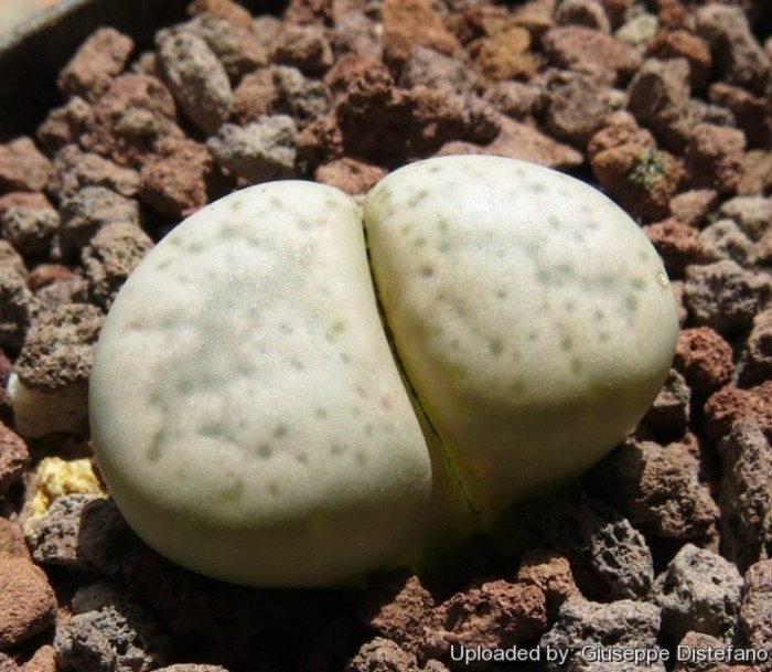 Lithops_francisci_19629_l