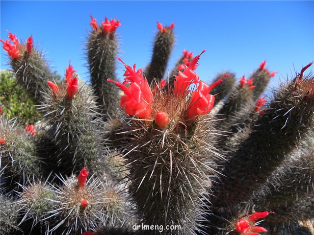 Mammillaria-halei1