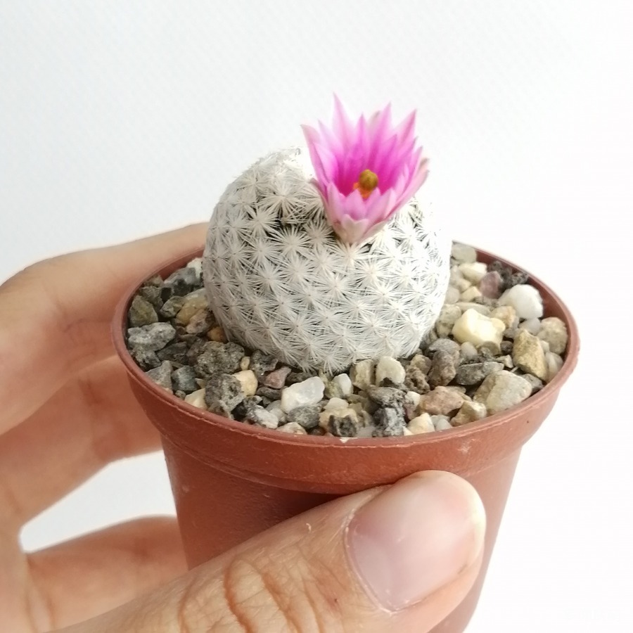 Mammillaria-herrerae-1