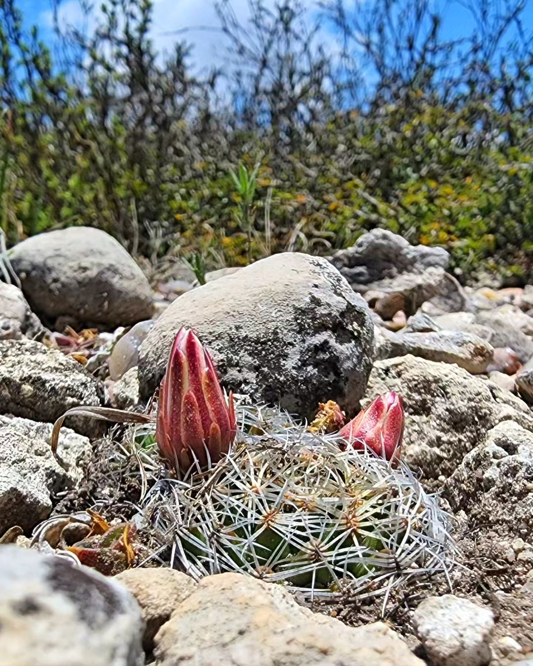 Mammillaria-napina