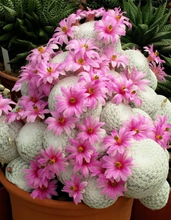 Mammillaria_herrerae1