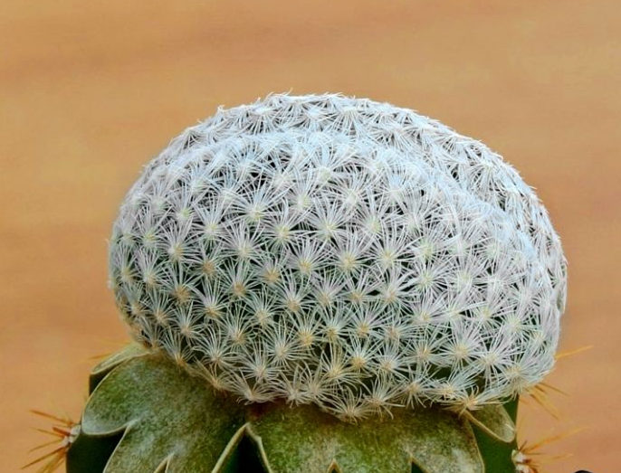 Mammillaria_herrerae_f_cristata