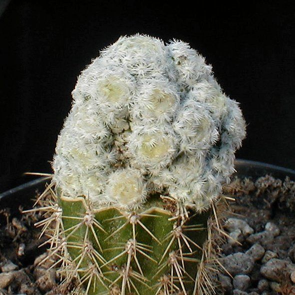 Mammillaria_herrerae_f_monstuosa