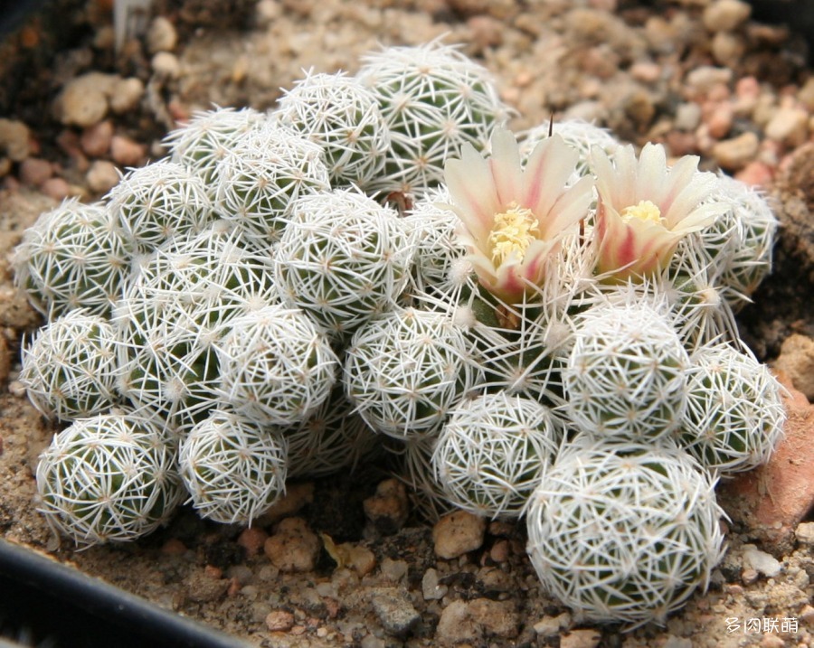 Mammillaria_vetula