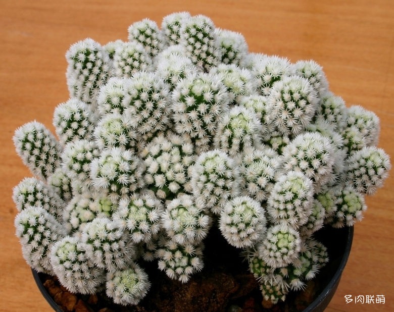 Mammillaria_vetula_subs_gracilis_cv_Arizona_Snowcap