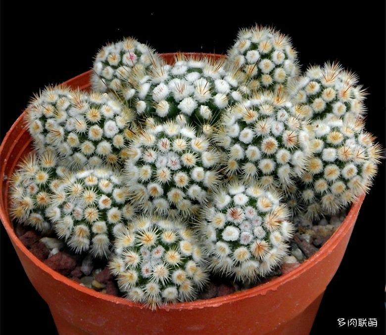 Mammillaria_vetula_subs_gracilis_cv_Clone_A