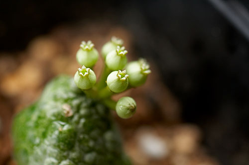 Pseudolithos-caput-viperae1