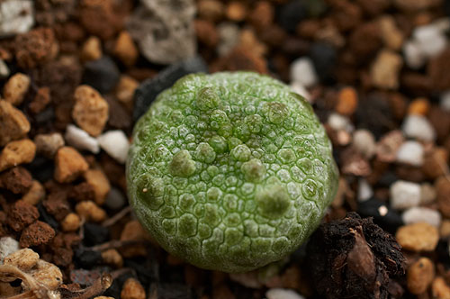 Pseudolithos-cubiformis