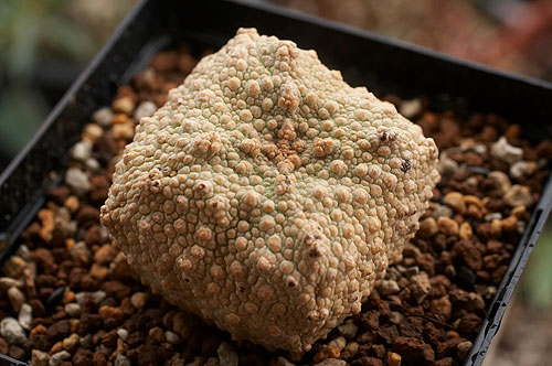 Pseudolithos-cubiformis2