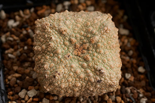 Pseudolithos-cubiformis3