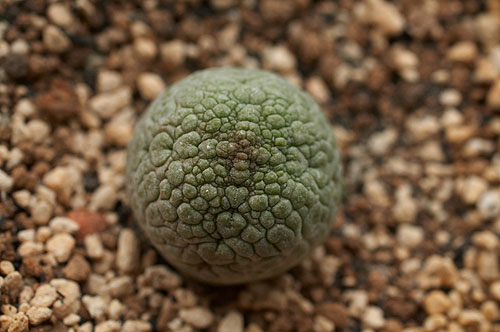 Pseudolithos-eylensis