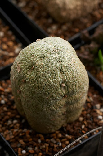 Pseudolithos-eylensis2