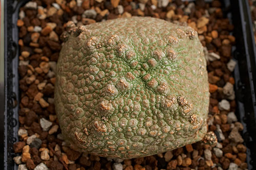 Pseudolithos-harardheranus