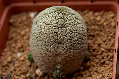 Pseudolithos-migiurtinus