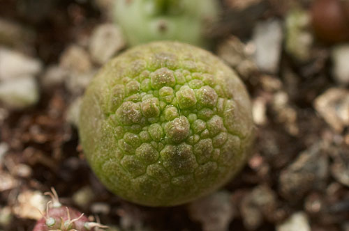 Pseudolithos-sphaericus