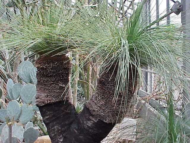 Xanthorrhoea_preissii1