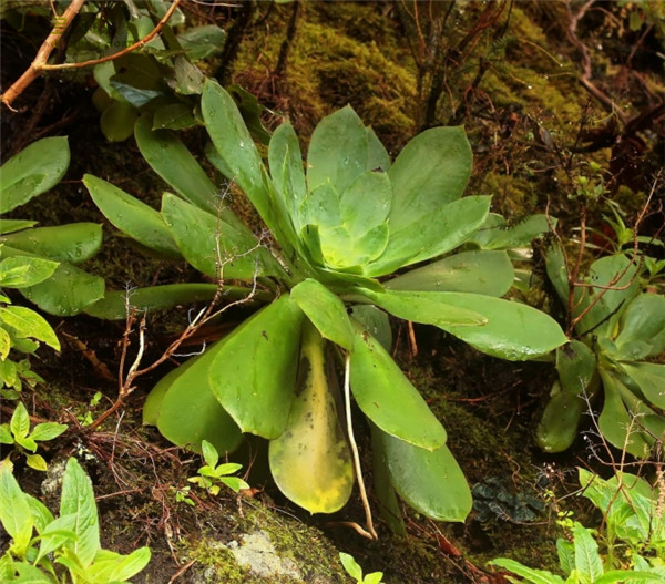 薰染香 Aeonium cuneatum