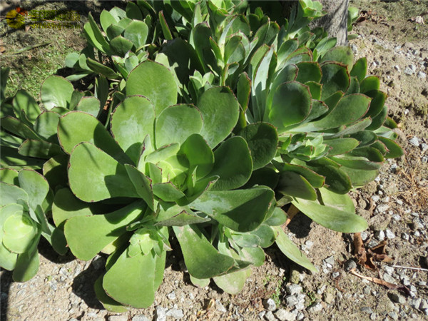 薰染香 Aeonium cuneatum