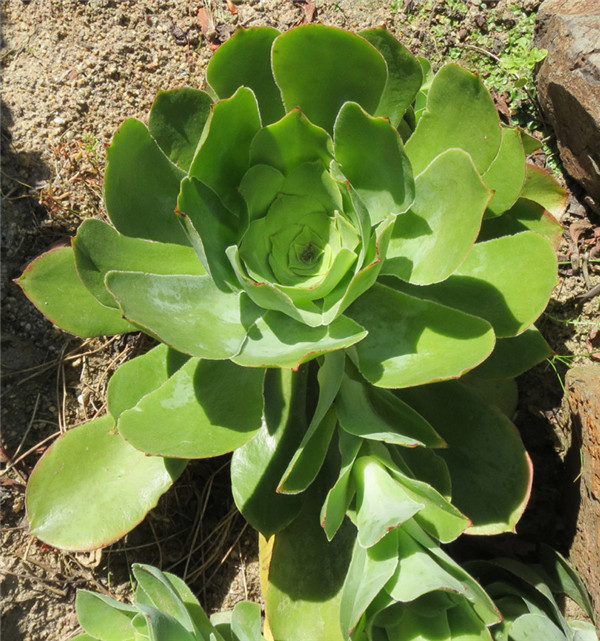 薰染香 Aeonium cuneatum