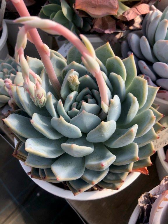 艾米 Echeveria 'Amie'