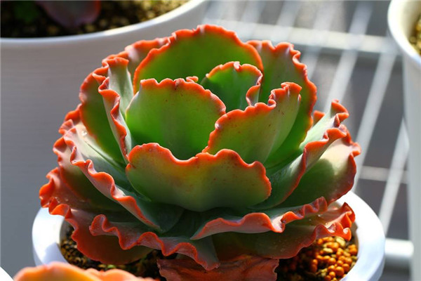 海洋女神 Echeveria Aphrodite