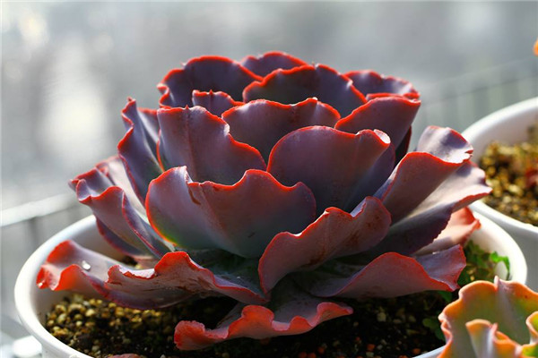 海洋女神 Echeveria Aphrodite