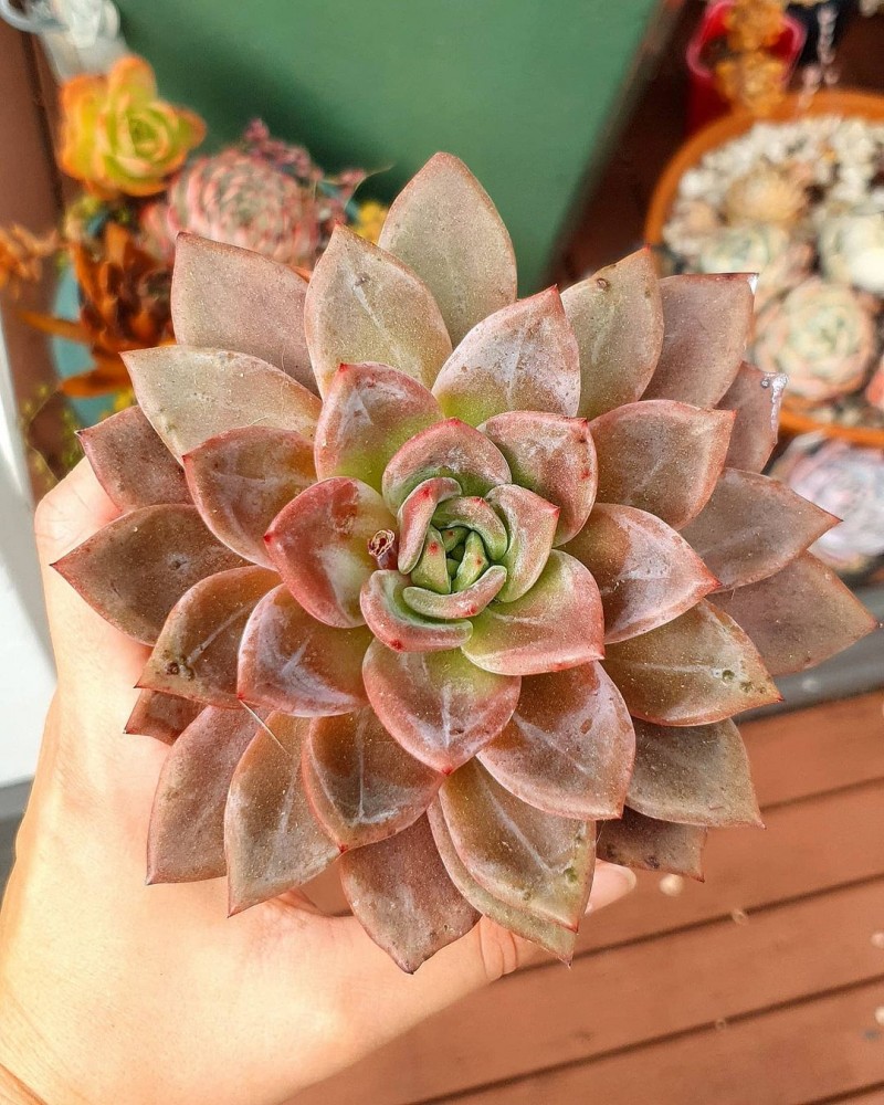 阿罗亚 Echeveria 'Aroa'