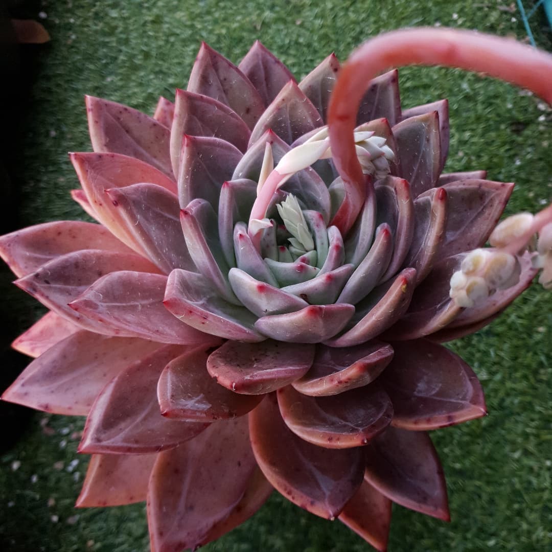 阿罗亚 Echeveria 'Aroa'