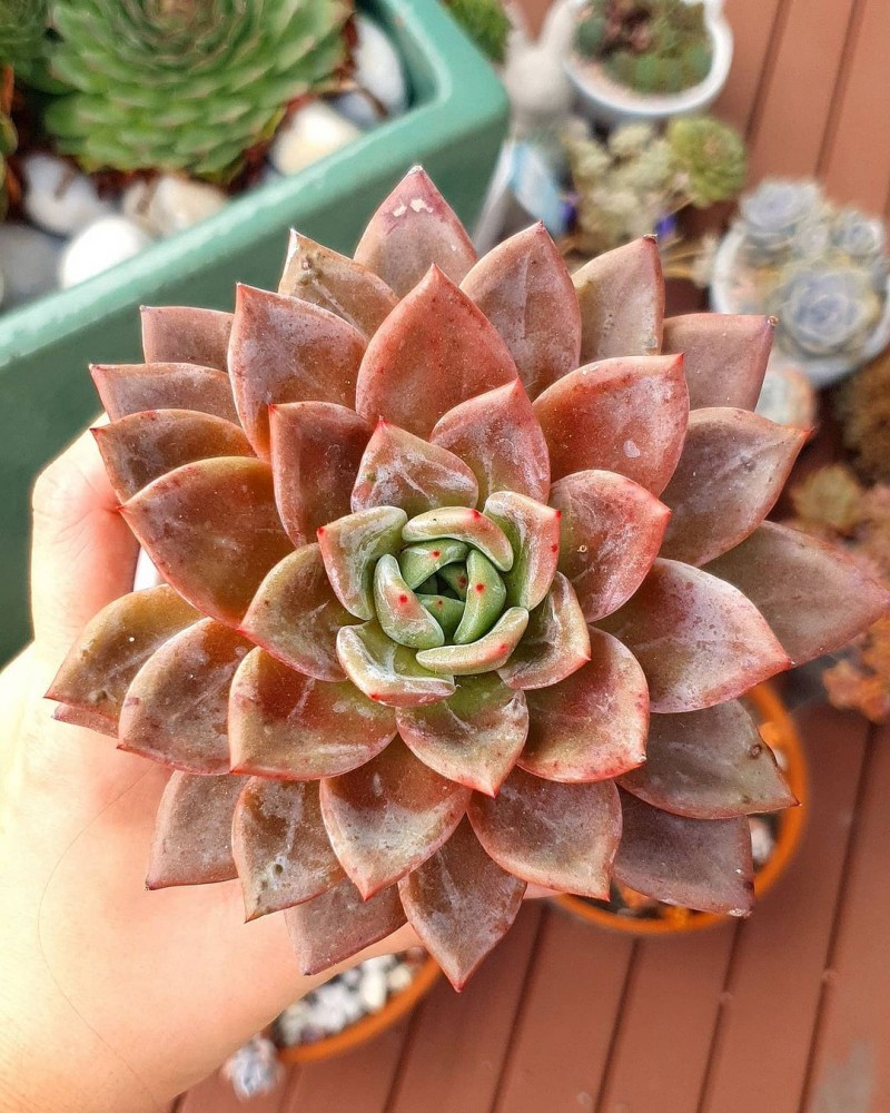 阿罗亚 Echeveria 'Aroa'